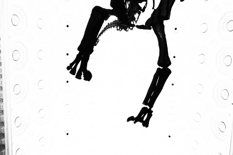 Illustration for article titled A WEDDING : UNDER A WHALE